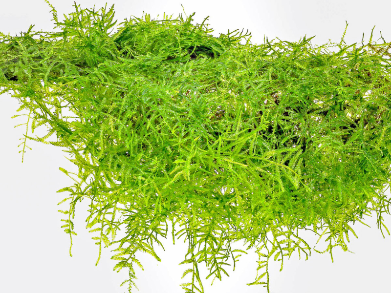 Javamoos - Taxiphyllum barbieri in vitro